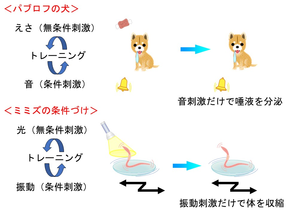 北村准教授 研究